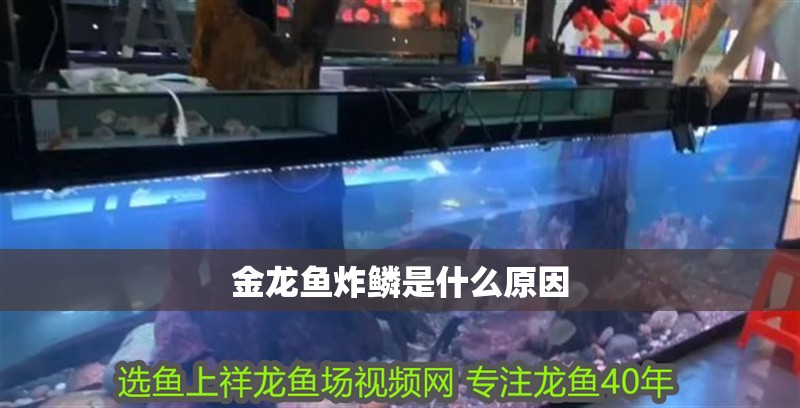 金龍魚炸鱗是什么原因