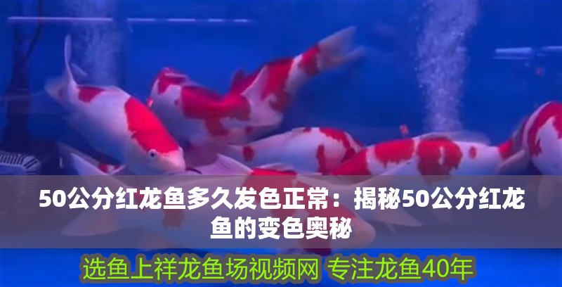 50公分紅龍魚多久發色正常：揭秘50公分紅龍魚的變色奧秘