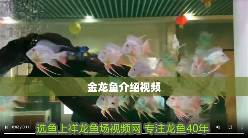 金龍魚介紹視頻