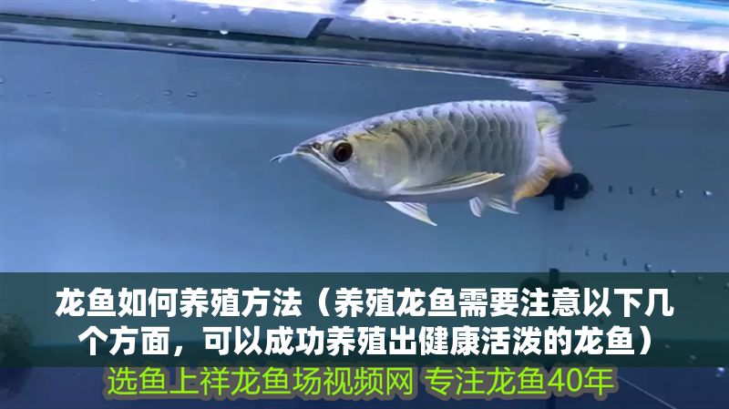 龍魚如何養殖方法（養殖龍魚需要注意以下幾個方面，可以成功養殖出健康活潑的龍魚）