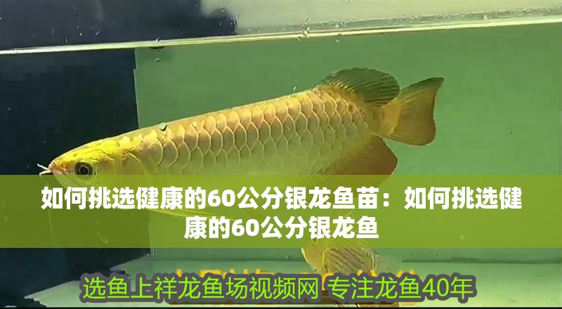 如何挑選健康的60公分銀龍魚苗：如何挑選健康的60公分銀龍魚