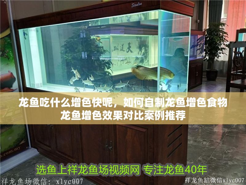 龍魚吃什么增色快呢，如何自制龍魚增色食物龍魚增色效果對比案例推薦