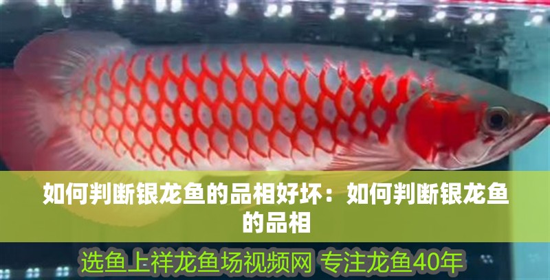 如何判斷銀龍魚的品相好壞：如何判斷銀龍魚的品相