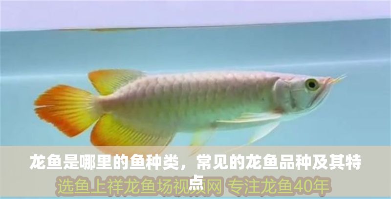 龍魚是哪里的魚種類，常見的龍魚品種及其特點