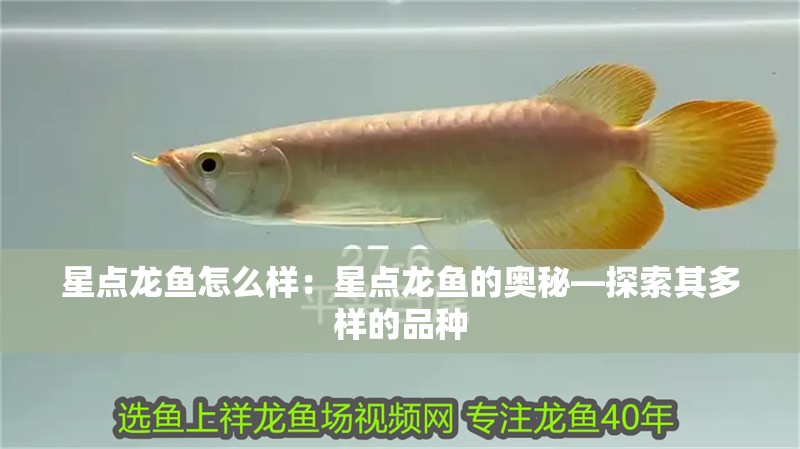 星點龍魚怎么樣：星點龍魚的奧秘—探索其多樣的品種