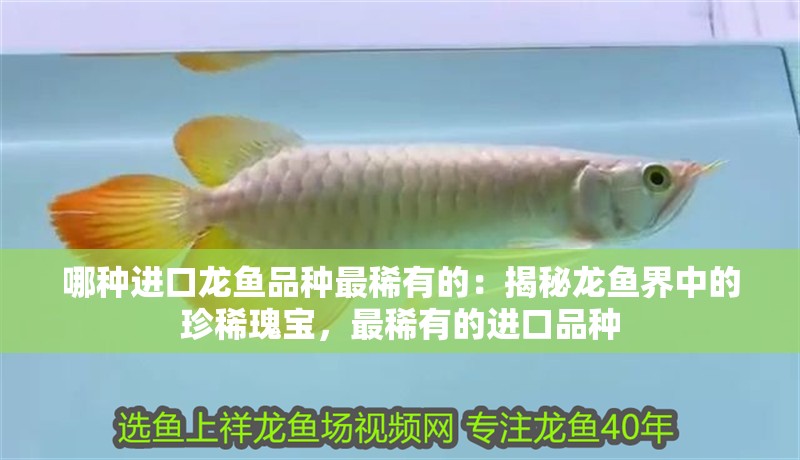 哪種進口龍魚品種最稀有的：揭秘龍魚界中的珍稀瑰寶，最稀有的進口品種
