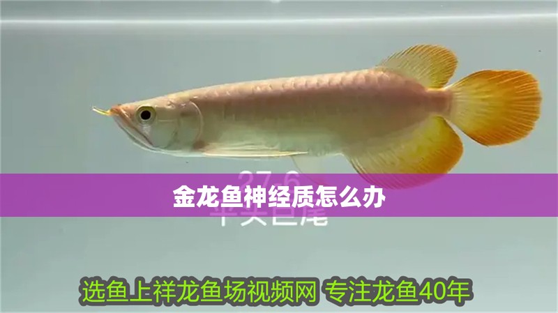 金龍魚神經(jīng)質(zhì)怎么辦