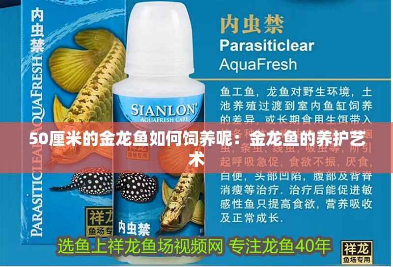 50厘米的金龍魚如何飼養(yǎng)呢：金龍魚的養(yǎng)護藝術(shù)