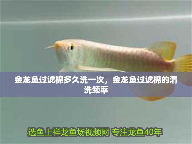 金龍魚過濾棉多久洗一次，金龍魚過濾棉的清洗頻率
