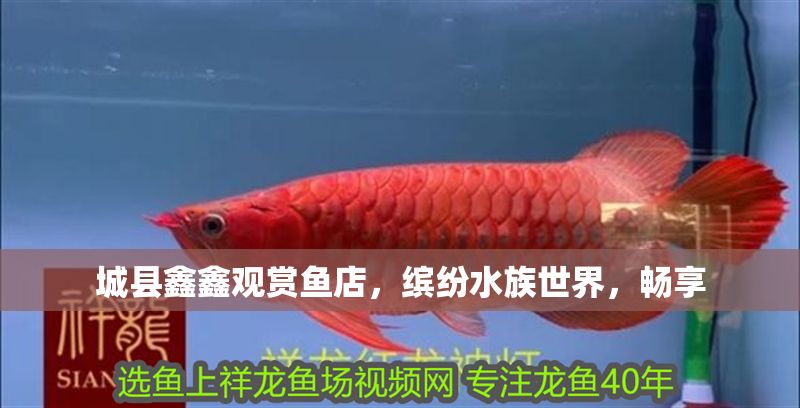 城縣鑫鑫觀賞魚(yú)店，繽紛水族世界，暢享 城縣鑫鑫觀賞魚(yú)店，繽紛水族世界，暢享 全國(guó)水族館企業(yè)名錄 第1張