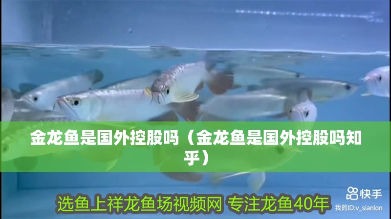 金龍魚是國外控股嗎（金龍魚是國外控股嗎知乎）