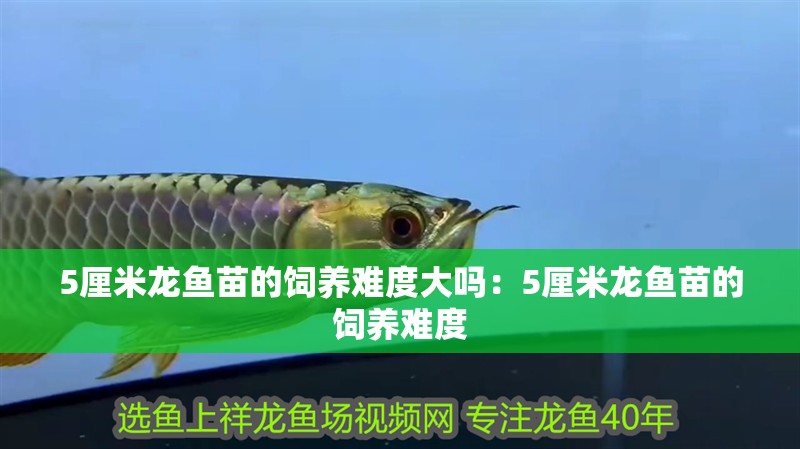 5厘米龍魚苗的飼養難度大嗎：5厘米龍魚苗的飼養難度