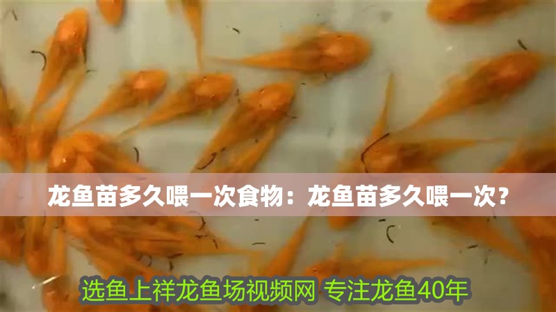 龍魚苗多久喂一次食物：龍魚苗多久喂一次？
