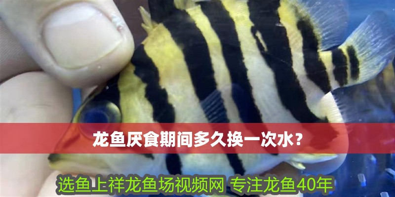 龍魚厭食期間多久換一次水？