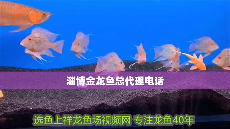 飛鳳魚會(huì)吸龍魚的黏膜嗎？