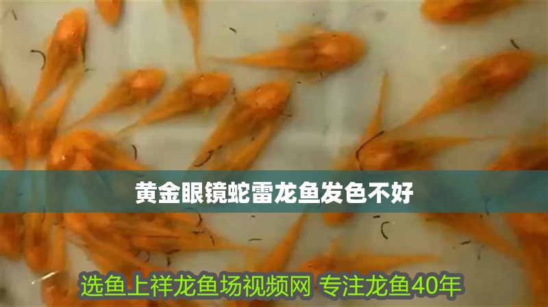 黃金眼鏡蛇雷龍魚發色不好