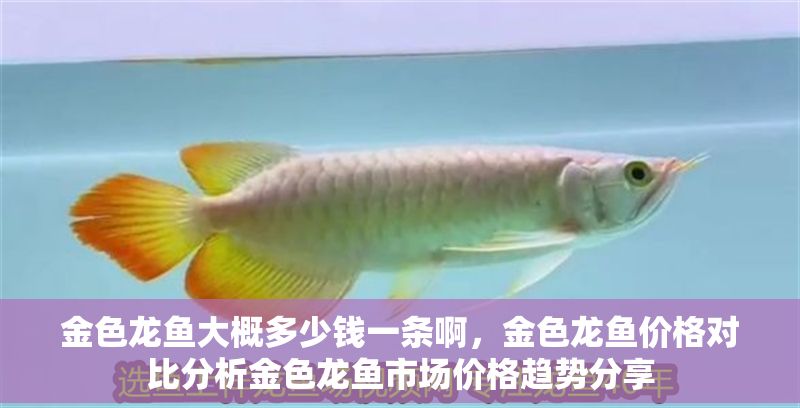 金色龍魚大概多少錢一條啊，金色龍魚價格對比分析金色龍魚市場價格趨勢分享