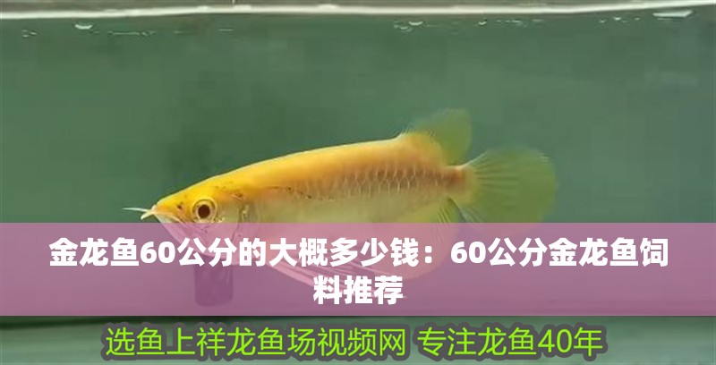 金龍魚60公分的大概多少錢：60公分金龍魚飼料推薦