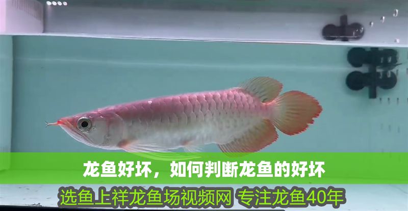 龍魚好壞，如何判斷龍魚的好壞