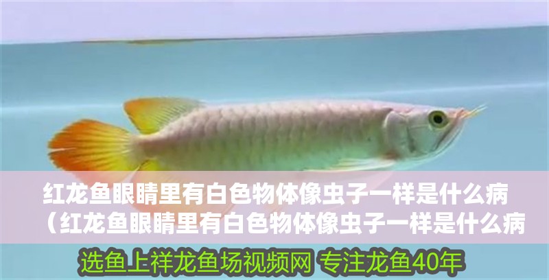 紅龍魚眼睛里有白色物體像蟲子一樣是什么?。t龍魚眼睛里有白色物體像蟲子一樣是什么?。?></span></p></div><blockquote style='border:1px #d0d4c8 dashed;background-color:#f4f5f6'><p class=