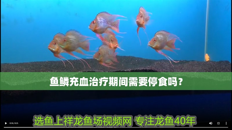 魚鱗充血治療期間需要停食嗎？