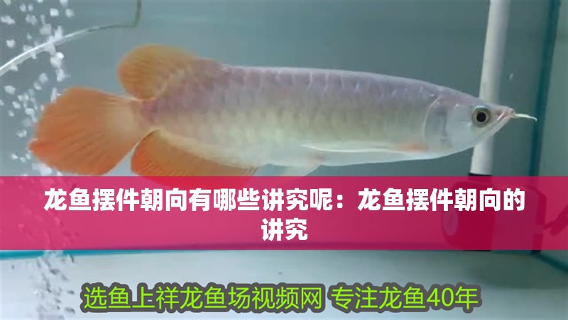 龍魚擺件朝向有哪些講究呢：龍魚擺件朝向的講究