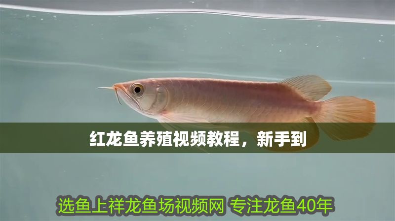 紅龍魚養殖視頻教程，新手到