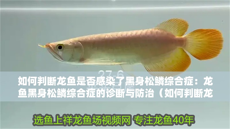 如何判斷龍魚是否感染了黑身松鱗綜合癥：龍魚黑身松鱗綜合癥的診斷與防治（如何判斷龍魚是否感染了黑身松鱗綜合癥）