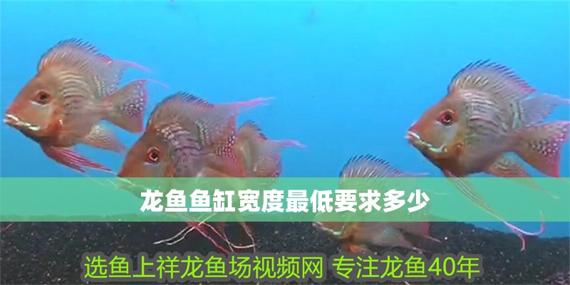 龍魚魚缸寬度最低要求多少