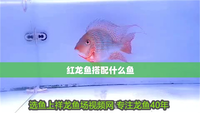 紅龍魚搭配什么魚