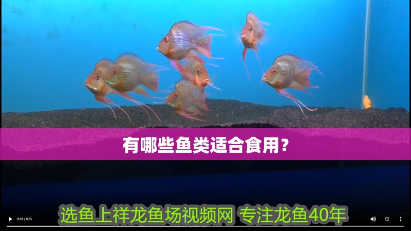 龍魚擺件寓意什么意思：龍魚擺件的價格范圍