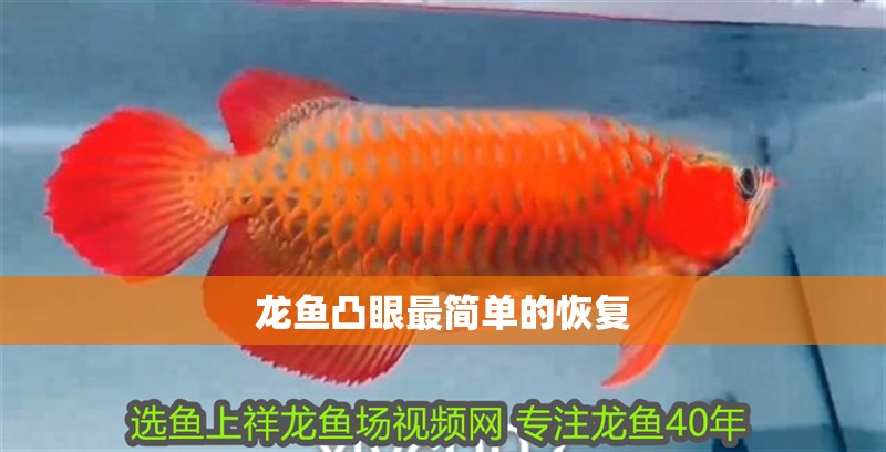 龍魚凸眼最簡單的恢復