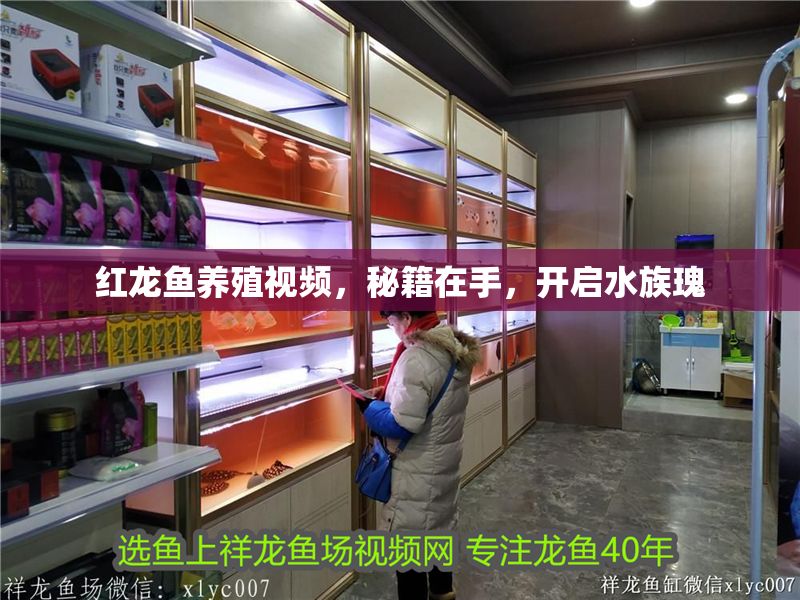 紅龍魚養殖視頻，秘籍在手，開啟水族瑰