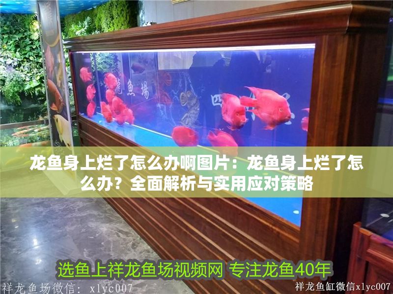 龍魚身上爛了怎么辦啊圖片：龍魚身上爛了怎么辦？全面解析與實用應對策略
