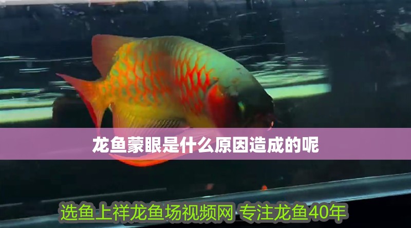 龍魚蒙眼是什么原因造成的呢