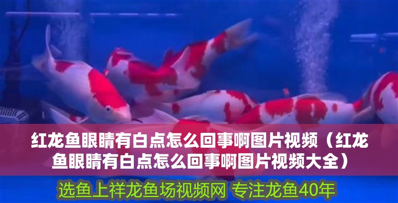 紅龍魚眼睛有白點(diǎn)怎么回事啊圖片視頻（紅龍魚眼睛有白點(diǎn)怎么回事啊圖片視頻大全）