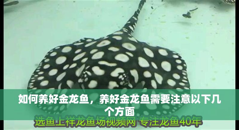 如何養好金龍魚，養好金龍魚需要注意以下幾個方面