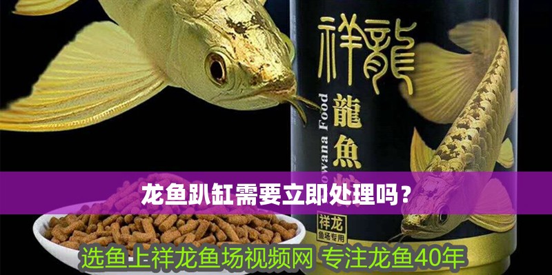 龍魚趴缸需要立即處理嗎？