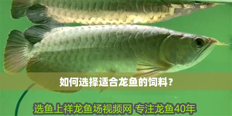 如何選擇適合龍魚的飼料？