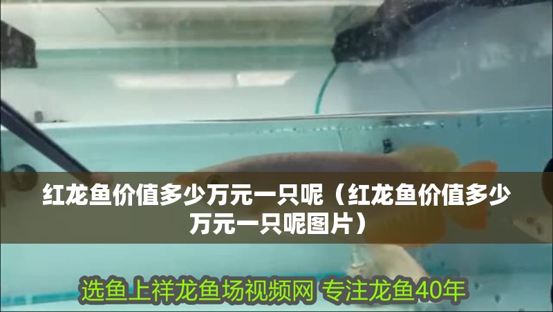 紅龍魚價值多少萬元一只呢（紅龍魚價值多少萬元一只呢圖片）