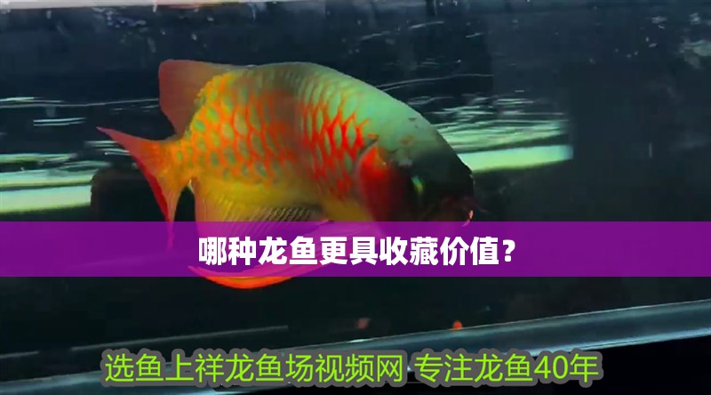 哪種龍魚更具收藏價值？
