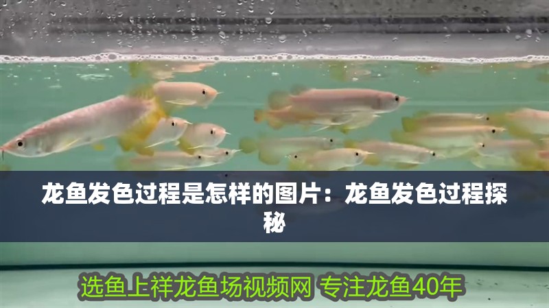 龍魚發(fā)色過程是怎樣的圖片：龍魚發(fā)色過程探秘