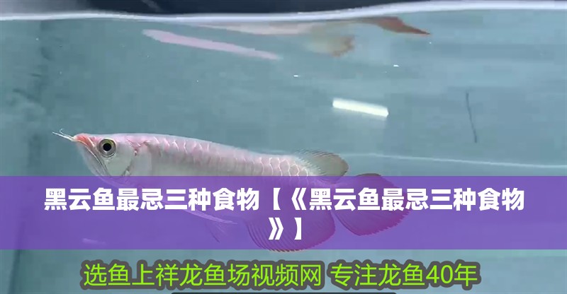 黑云魚最忌三種食物【《黑云魚最忌三種食物》】