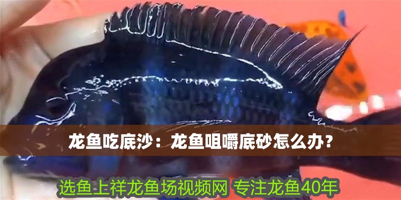 龍魚吃底沙：龍魚咀嚼底砂怎么辦？