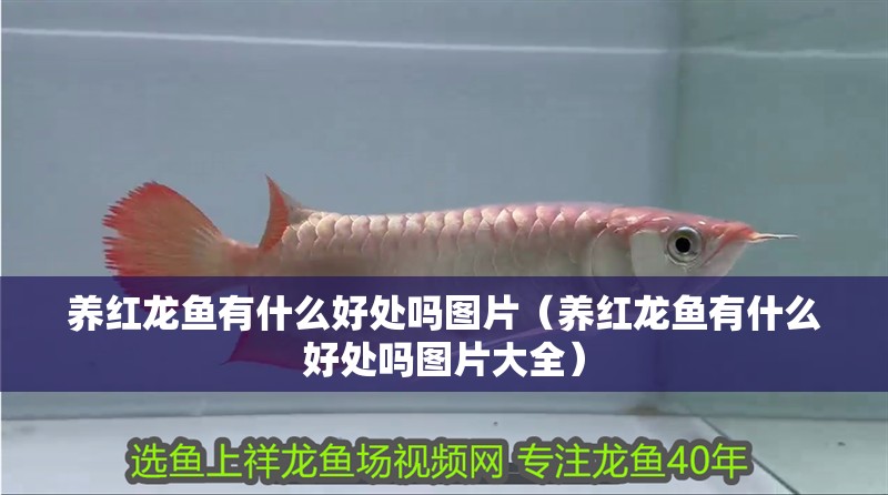 養(yǎng)紅龍魚有什么好處嗎圖片（養(yǎng)紅龍魚有什么好處嗎圖片大全）