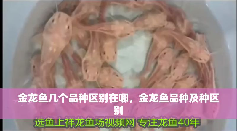 金龍魚(yú)幾個(gè)品種區(qū)別在哪，金龍魚(yú)品種及種區(qū)別