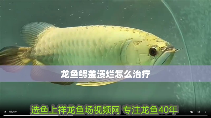 龍魚鰓蓋潰爛怎么治療
