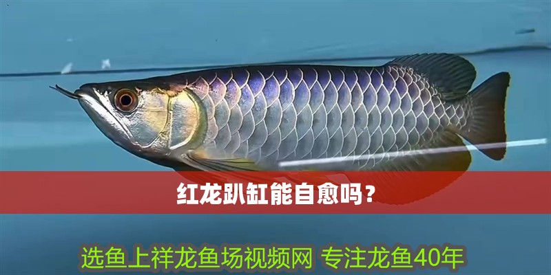 紅龍趴缸能自愈嗎？
