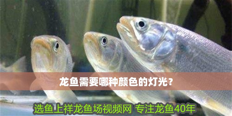龍魚需要哪種顏色的燈光？