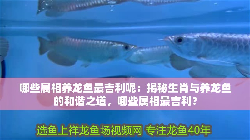 哪些屬相養龍魚最吉利呢：揭秘生肖與養龍魚的和諧之道，哪些屬相最吉利？